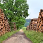 Le cause della deforestazione e come prevenirla