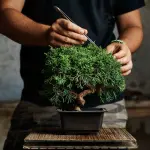 Come creare un bonsai, come sceglierlo e curarlo