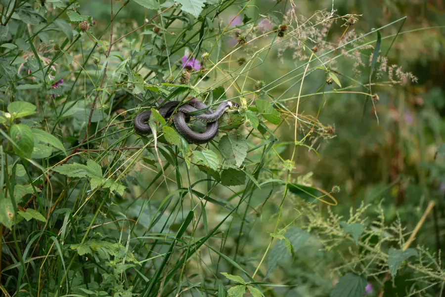 Come eliminare bisce dal giardino in modo naturale