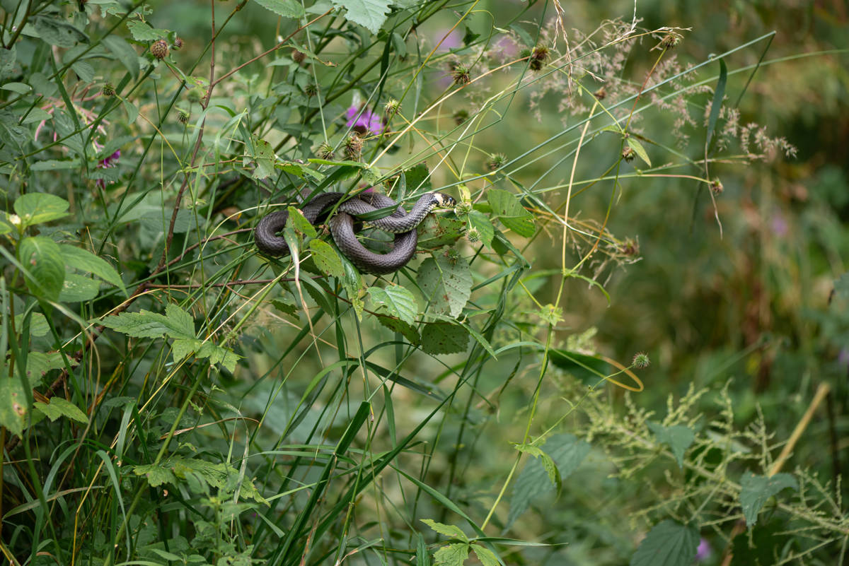 Come eliminare bisce dal giardino in modo naturale