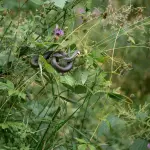 Come eliminare bisce dal giardino in modo naturale