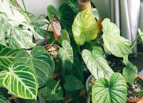 Casa green: cosa cambia davvero tra direttiva europea e abitudini quotidiane