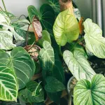 Casa green: cosa cambia davvero tra direttiva europea e abitudini quotidiane