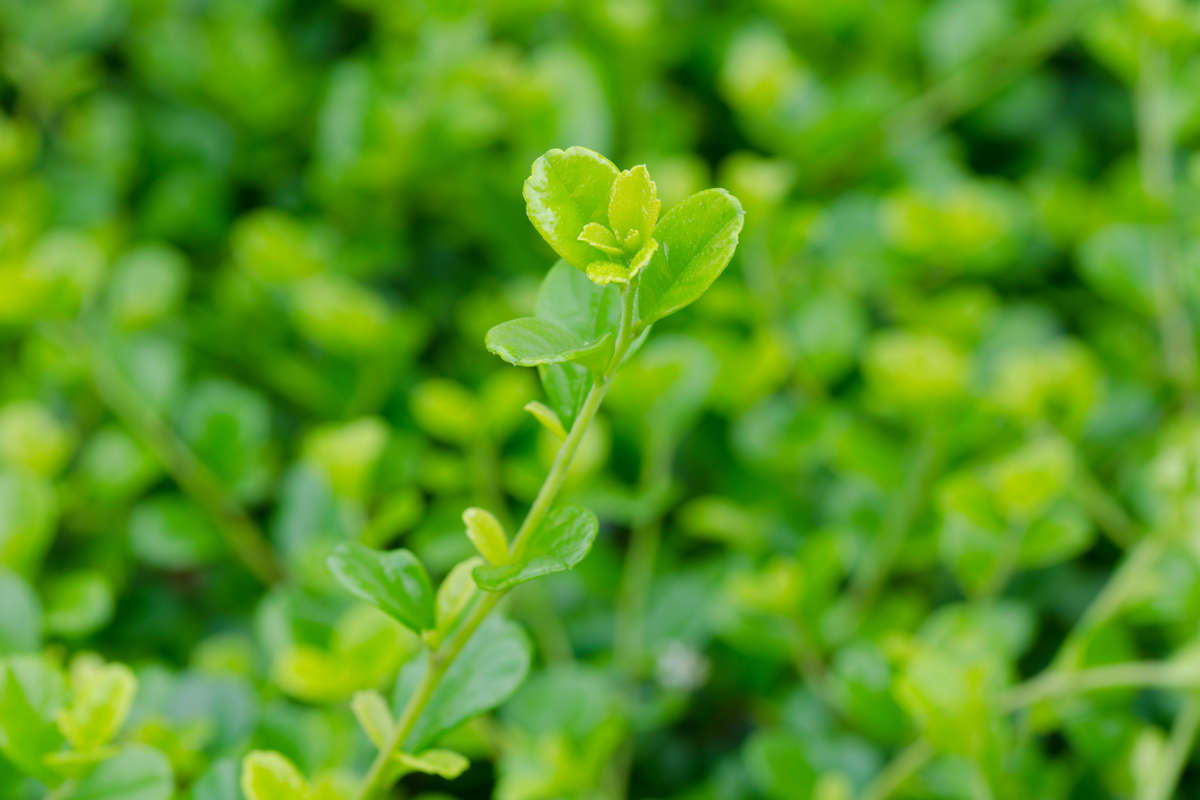 Il bonsai Carmona: Un esemplare raro e misterioso delle Ande