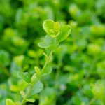 Il bonsai Carmona: Un esemplare raro e misterioso delle Ande