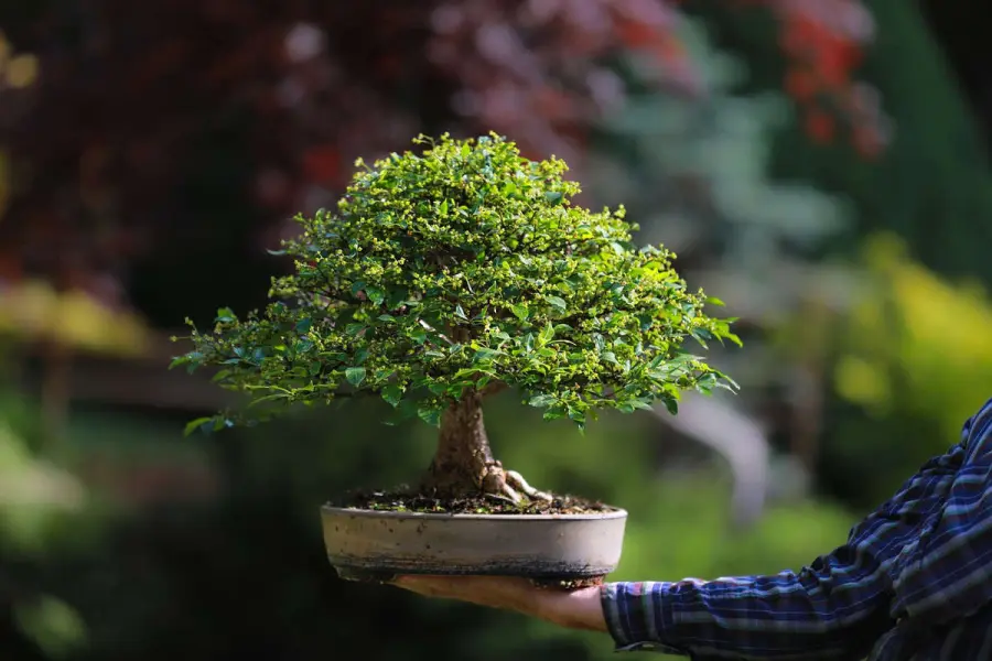 7 consigli per curare i bonsai appena trapiantati