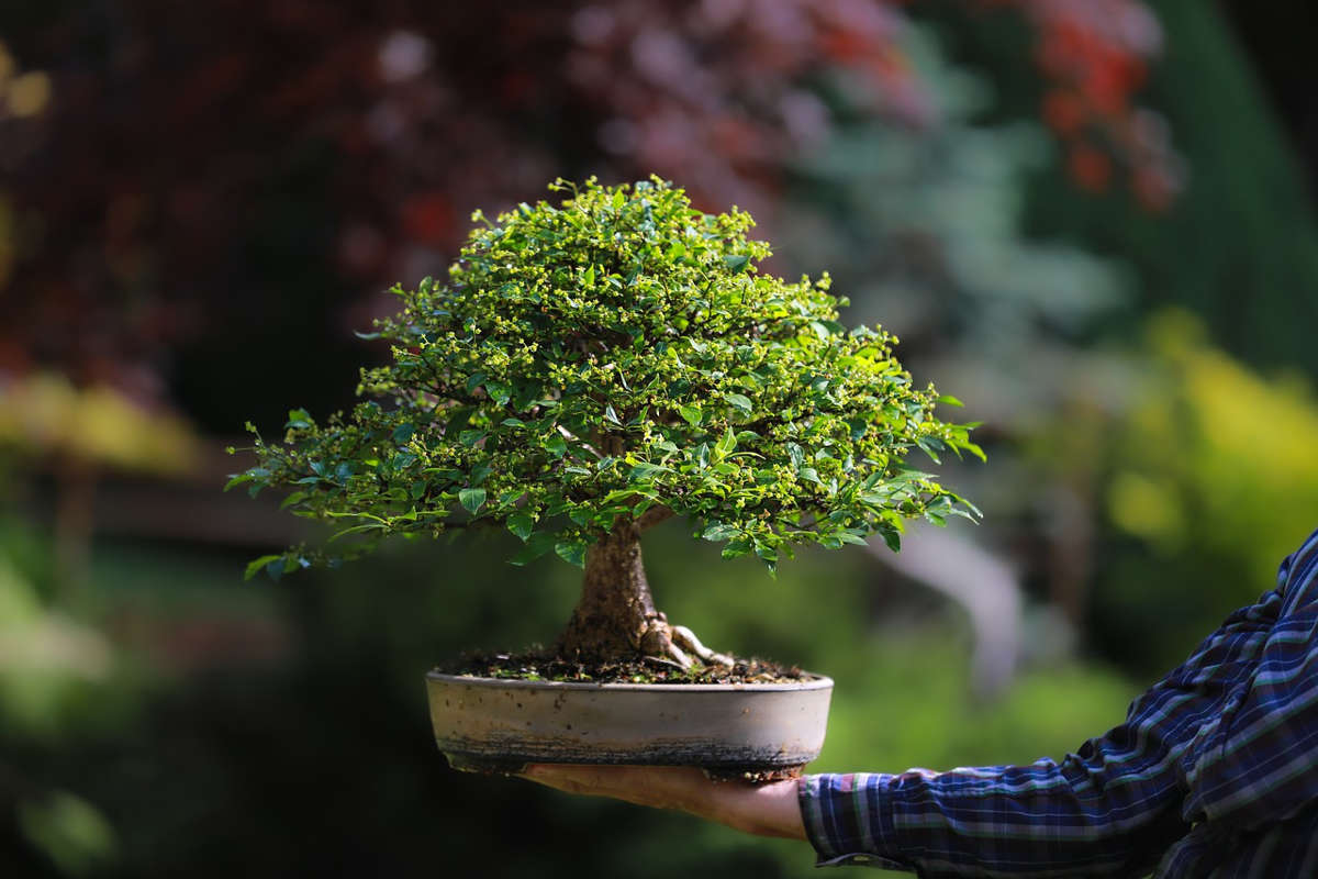 7 consigli per curare i bonsai appena trapiantati
