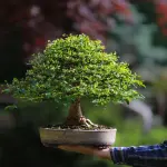 7 consigli per curare i bonsai appena trapiantati