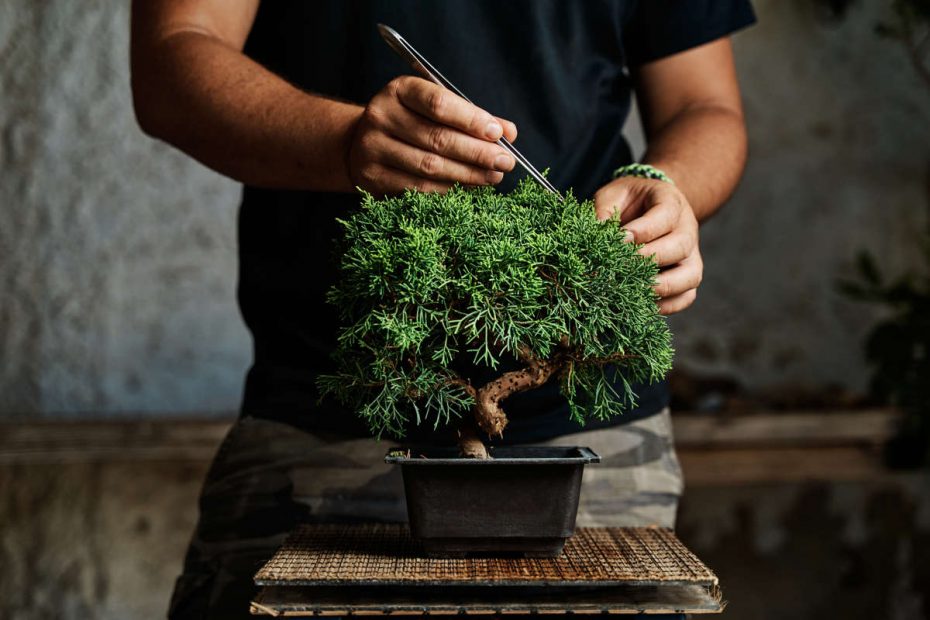 come creare un bonsai, sceglierlo e curarlo